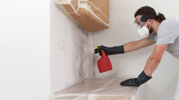 Basement Mold Remediation treatment on basement walls in Chanhassen